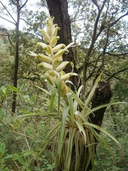 Tillandsia tillii