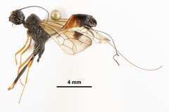 Aulacidae