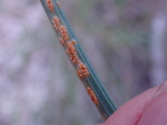 Puccinia calochorti