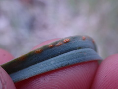 Puccinia calochorti
