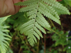 Dryopteris filix-mas