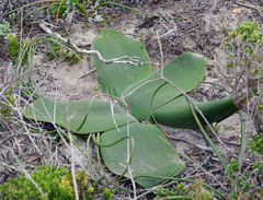Brunsvigia orientalis