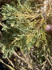 Astragalus sempervirens