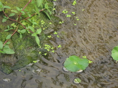 Lemna aequinoctialis