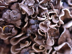 Psora