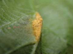 Phragmidium violaceum