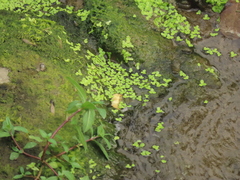 Lemna aequinoctialis