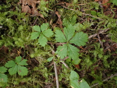 Rubus pedatus