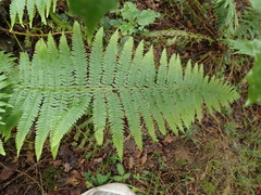Dryopteris filix-mas