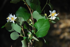 Styrax redivivus