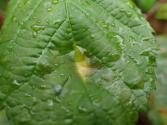 Phragmidium violaceum