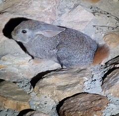 Pronolagus saundersiae