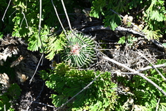 Echinofossulocactus crispatus