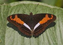Adelpha sichaeus