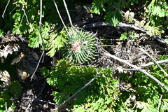Selaginella lepidophylla