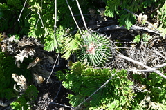 Selaginella lepidophylla