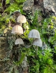 Mycena meliigena