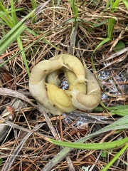 Elisolimax flavescens
