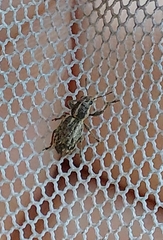 Andrion regensteinense