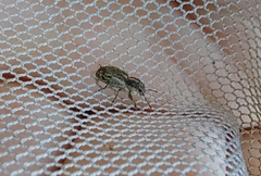 Andrion regensteinense