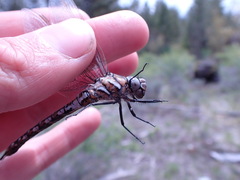Rhionaeschna californica