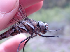 Rhionaeschna californica