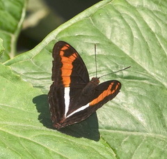 Adelpha sichaeus