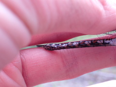 Rhionaeschna californica