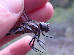 Rhionaeschna californica