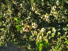 Robsonodendron maritimum