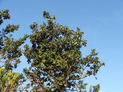 Robsonodendron maritimum