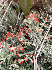 Cladonia pleurota