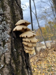Pleurotus ostreatus