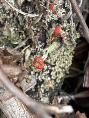 Cladonia pleurota