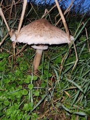 Macrolepiota