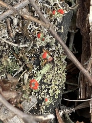 Cladonia pleurota