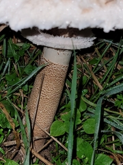 Macrolepiota