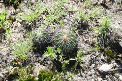 Echinofossulocactus crispatus