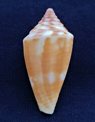 Conus scalaris