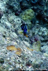 Centropyge bispinosa