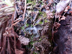 Peltigera didactyla