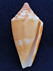 Conus scalaris