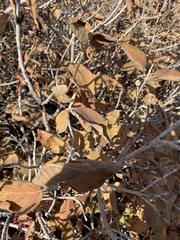 Frangula betulifolia