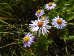 Symphyotrichum