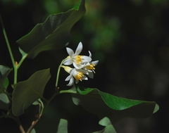 Styrax redivivus
