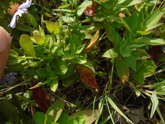 Symphyotrichum