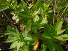 Symphyotrichum