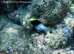 Chrysiptera rollandi