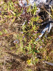 Symphyotrichum novi-belgii