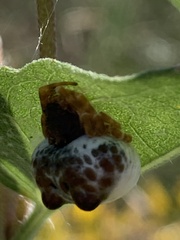 Mastophora cornigera